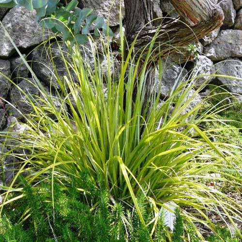 Astelia banksii - Pb2/Pb5 (20/30)