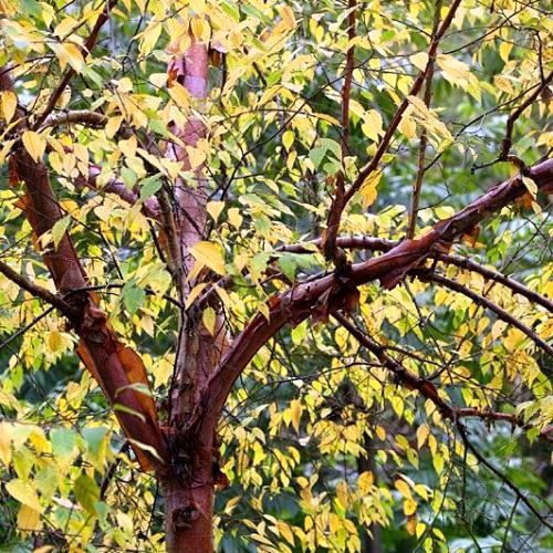 Betula albo. Septentrionalis, North Chinese Red Birch  - Pb28