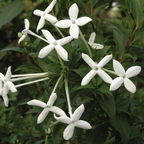 Bouvardia l. Humboldtii - 2Ltr/3.5Ltr