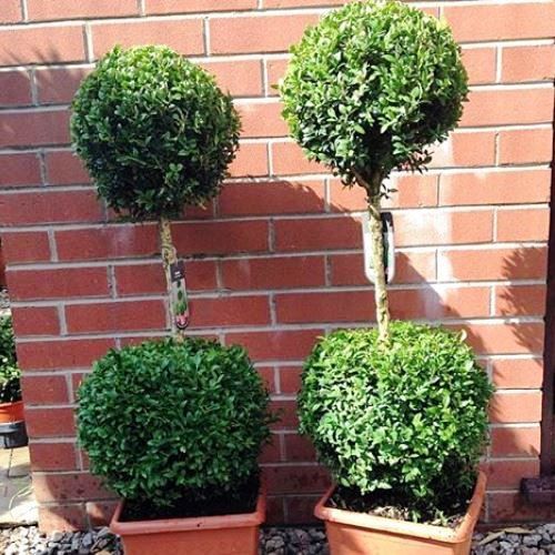 Buxus sempervirens, Double Sphere Topiary - Pb12
