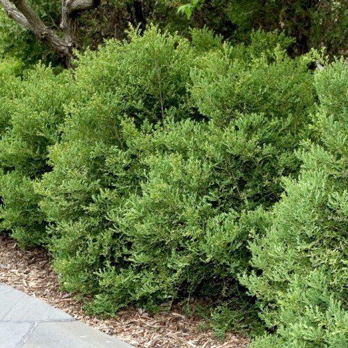 Buxus koreana - Pb6.5 (30/90)