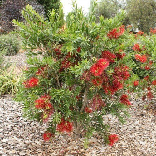 Callistemon MacArthur - 1.5Ltr