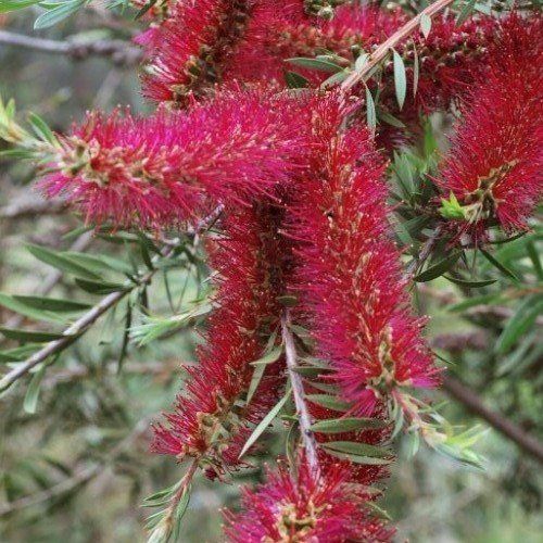 Callistemon Genoa Glory - Pb6.5