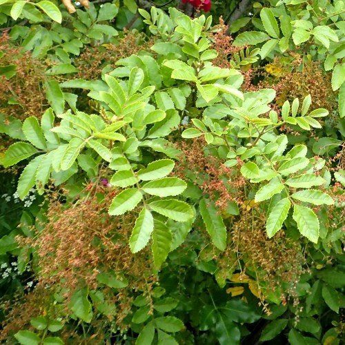 Caldcluvia rosifolia, Makamaka - Pb6.5