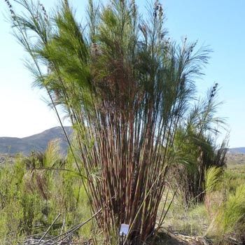 Cannomois virgata (grandis) - PB5 (30/40)