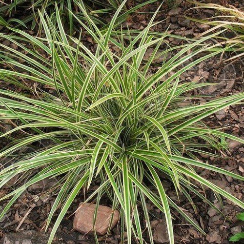 Carex Goldband - pb6.5