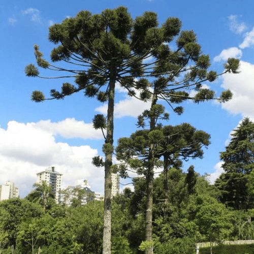 Araucaria angustifolia, Brazilian Pine - Pb12