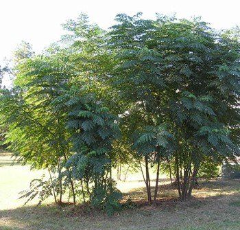 Aralia spinosa - Devil&#39;s Walking Stick Pb12