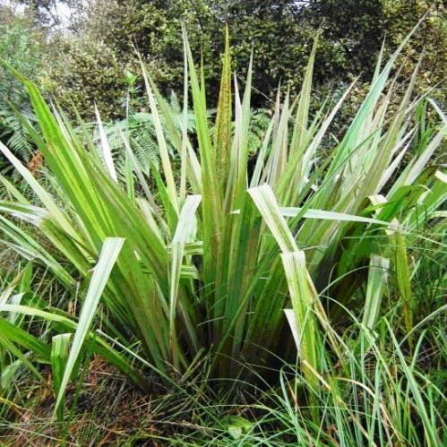 Astelia grandis, Swamp Astelia - Pb5