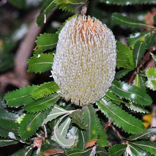 Banksia serrata - pb8 (30/40)