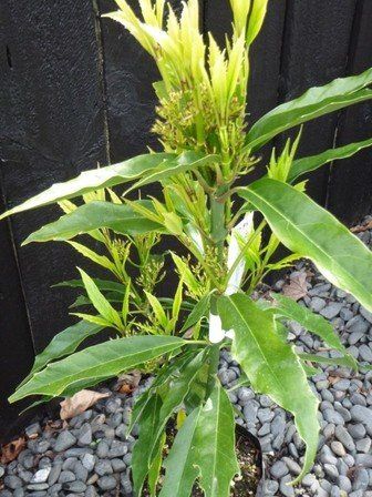 Aucuba Salicifolia, Japanese Laurel - Pb5