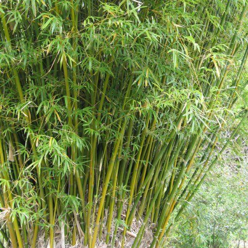 Bambusa gracillima - pb6.5 (70/80)