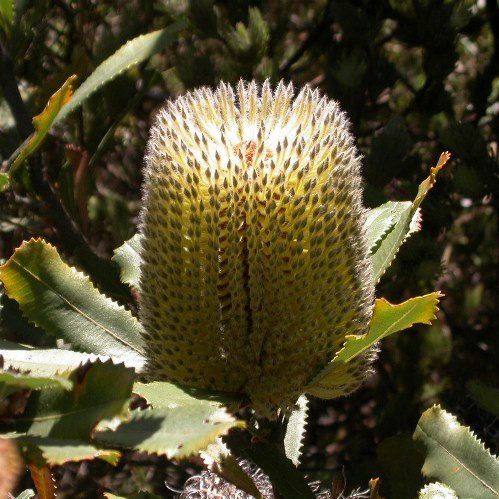 Banksia ornata - 1.5L (40/100)