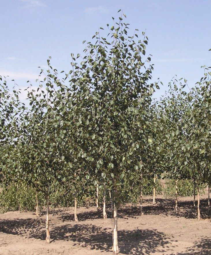 Betula Black Prince, Purple Birch - Pb18