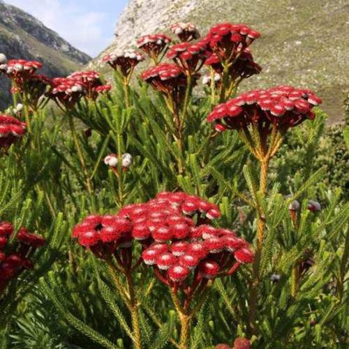 Brunia stokoei - Pb6.5