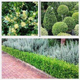 Buxus balearica, Spanish Boxwood - Pb6.5