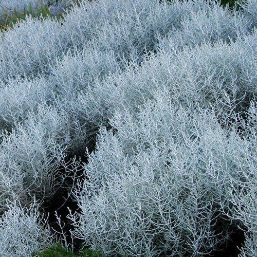 Calocephalus Silver Nugget, Cushion Bush - Pb6.5
