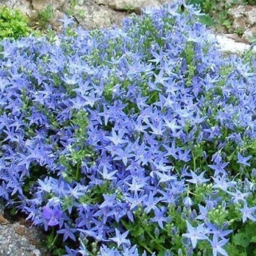 Campanula Filigree Blue, Bellflower - 1.5Ltr