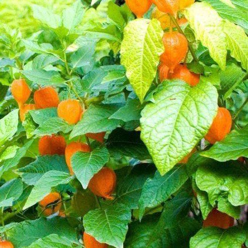 Cape Gooseberry  - 2Ltr