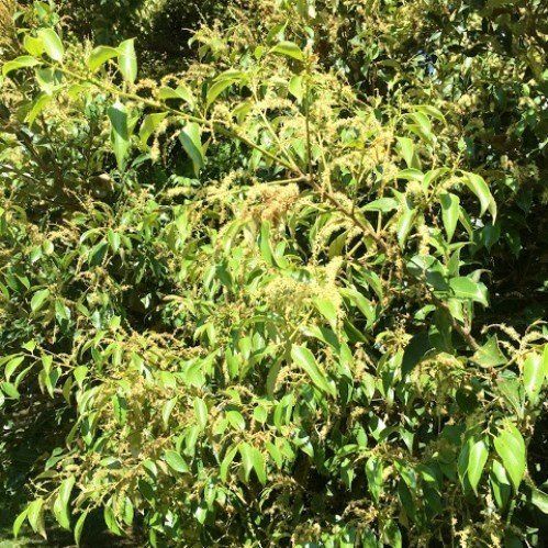 Castanopsis cuspidata, Japanese Chinquapin - Pb6.5