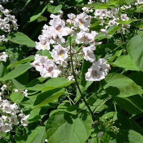 Catalpa bignonioides, Indian Bean Tree  - Pb6.5