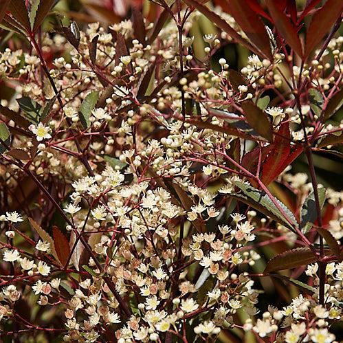 Ceratopetalum g. Rubies n Lace - pb6.5 (30/40)