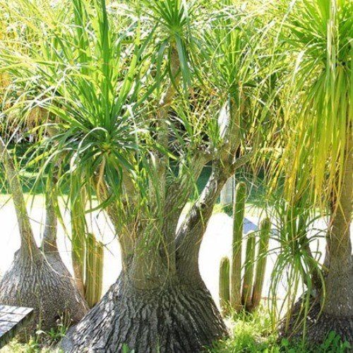 Beaucarnea recurvata, Pony Tail Palm - Pb40