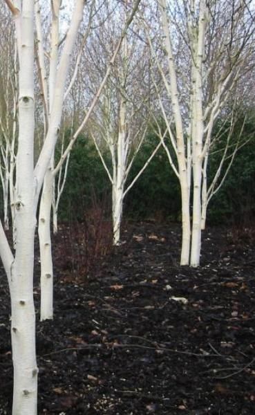 Betula Dazzler, White Himalayan Birch - Pb18/Pb28 (180/250)