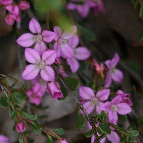 Boronia denticulata - 2.5ltr (20/30)