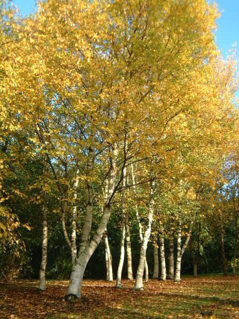 Betula papyrifera, Paper Birch - Pb12 (180/220)