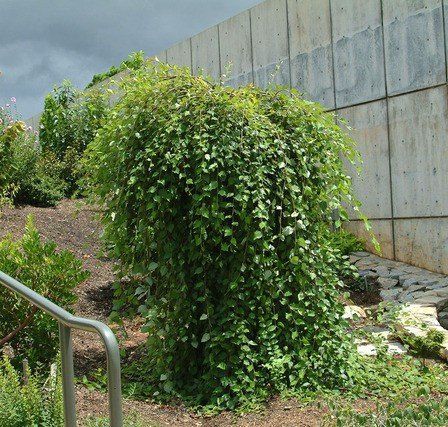Betula nigra Summer Cascade, Weeping River Birch - Pb95