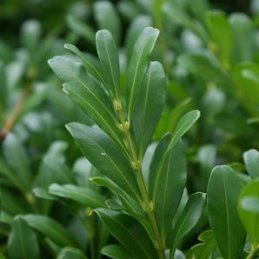 Buxus harlandii, Harland Box - 1.5Ltr