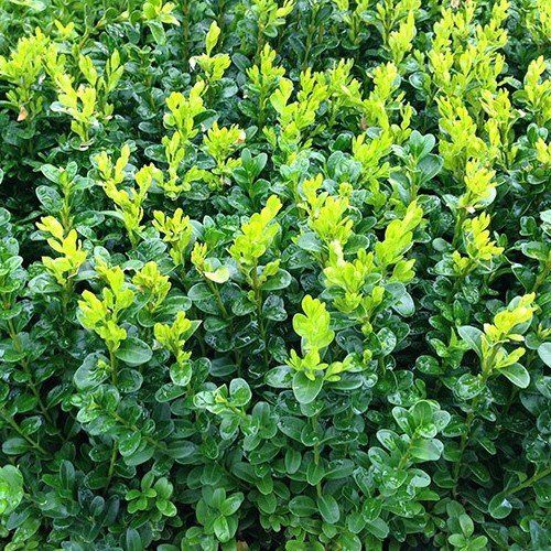 Buxus sempervirens, English Box - Pb5