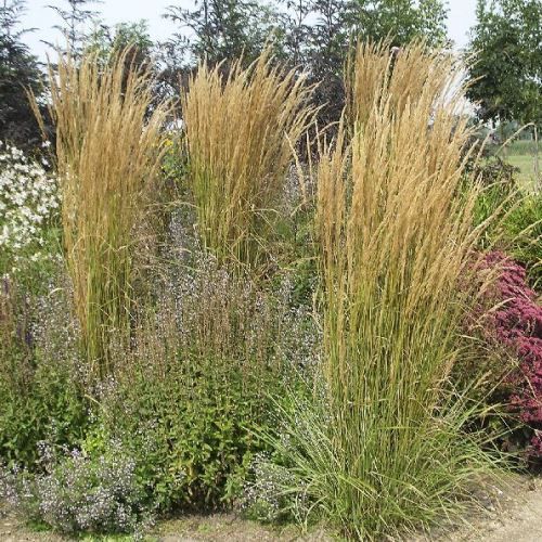 Calamagrostis Overdam - pb6.5 (30/50)