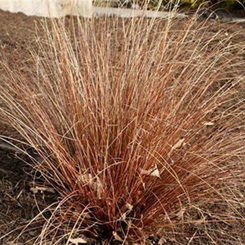 Carex buchananii, Buchanan's Sedge - Pb3/4