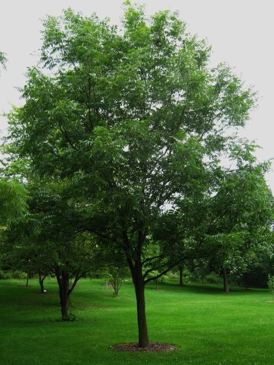 Carya illinoinensis, Pecan - Pb12 (60/120)