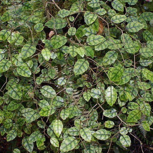 Carpodetus serratus, Marbleleaf - Pb3