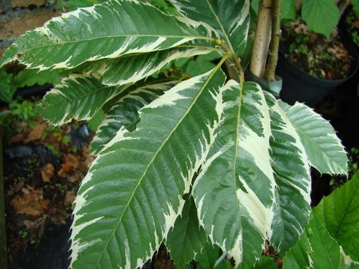 Castanea s. Variegata, Variegated Sweet Chestnut - Pb28