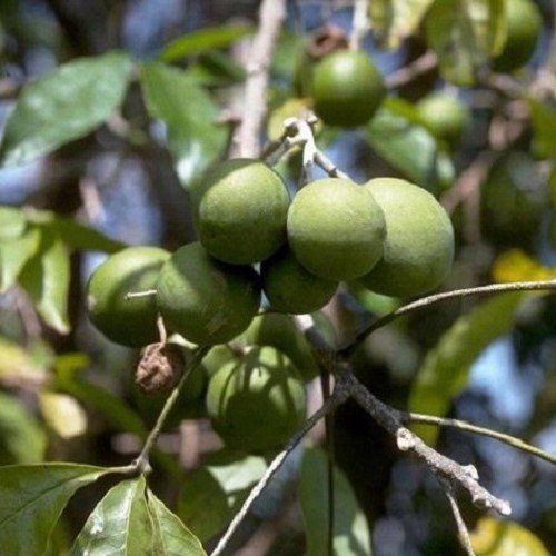 Casimiroa Platts - 2.5Ltr