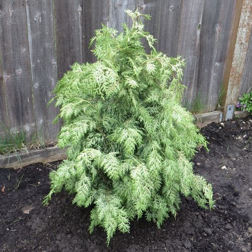 Chamaecyparis l. Silver Queen, False Cypress - 2.5L (70/90)