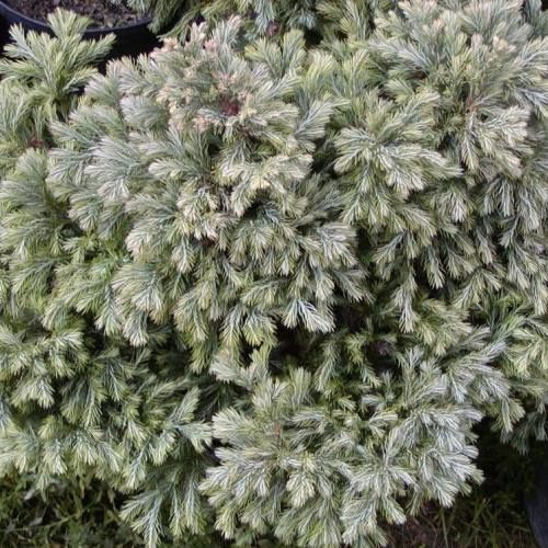 Chamaecyparis p. Boulevard - 2ltr (15/25)