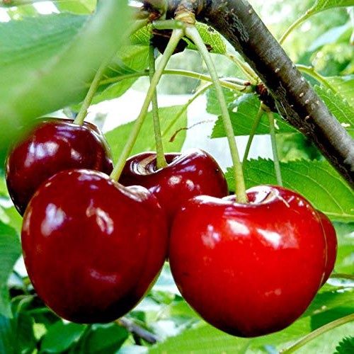 Cherry Grumpy - 4.7Ltr
