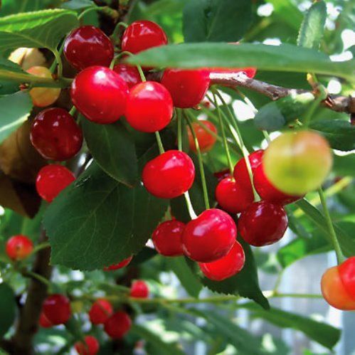 Cherry Montmorency - Pb12