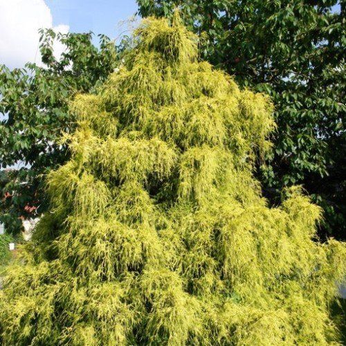 Chamaecyparis p. Filifera Aurea - pb6.5 (15/25)