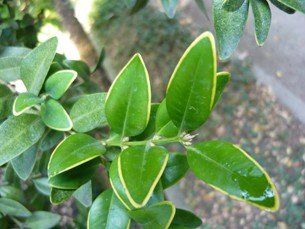 Buxus Marginata - Pb6.5