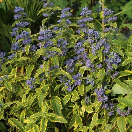 Caryopteris Summer Sorbet - pb6.5 (20/30)