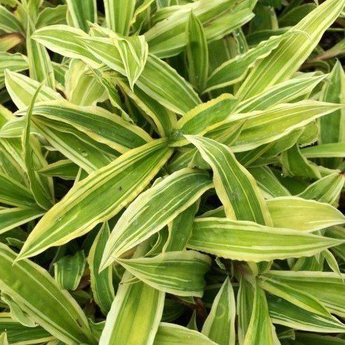 Carex Shima-nishiki - 2.5Ltr