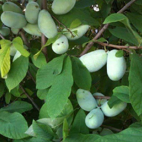 Casimiroa Mac&#39;s Golden - 2.5Ltr