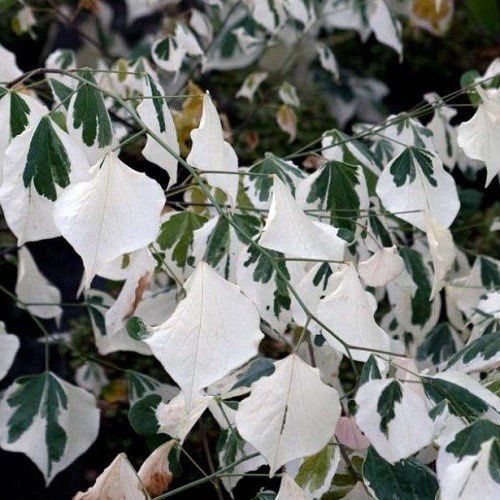Cercis canadensis Silver Lining - Pb28