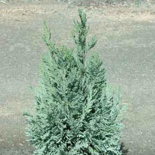 Chamaecyparis l. Blue Mountain - 2.2Ltr